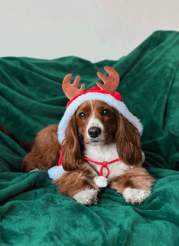 Holiday Fashion