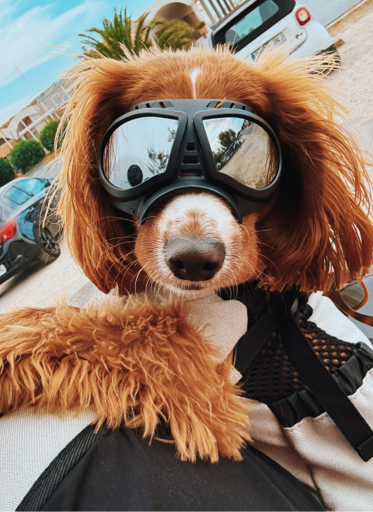 Namsan Goggles