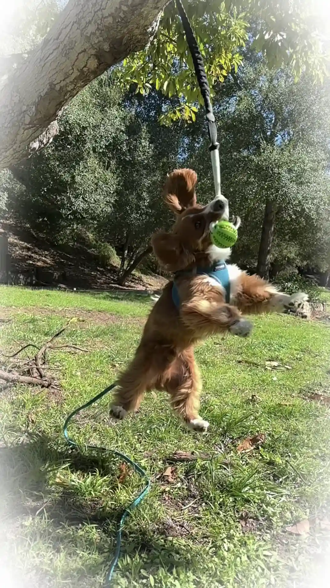 Tumbo Bungee